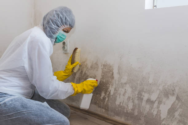 Best Attic Mold Removal  in Wasco, CA