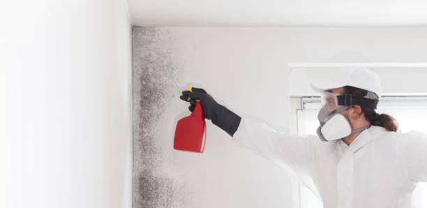 Attic Mold Removal in Wasco, CA