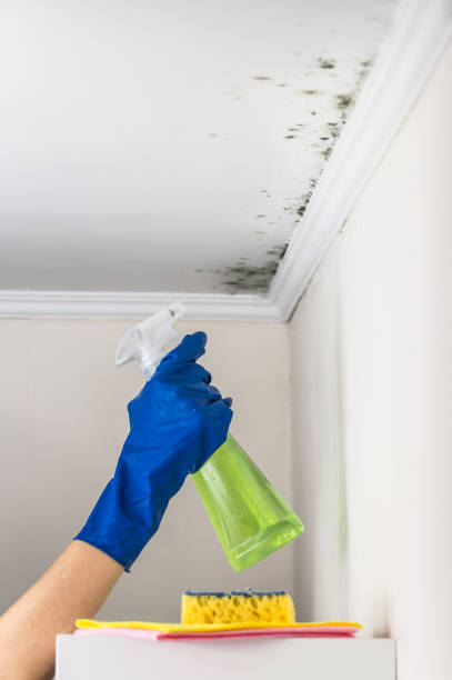 Best Black Mold Removal  in Wasco, CA